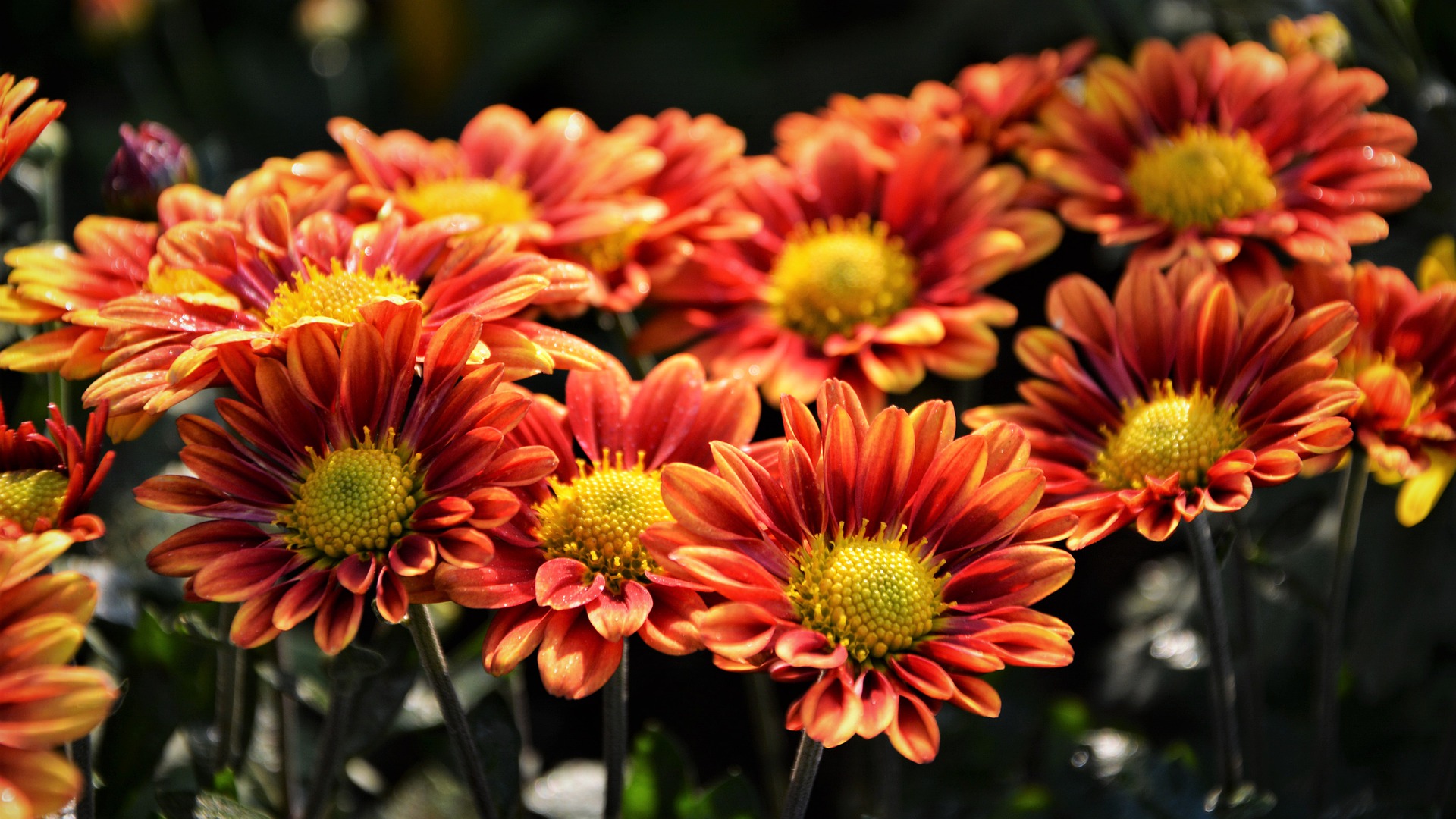 Chrysanthemums, a traditional flower for Dušičky